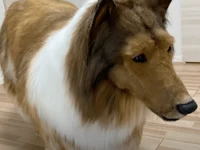 Toco the human dog