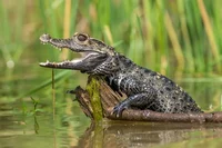 Baby Crocodile