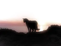 Warrior Cats Story