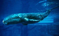 Grey Whale