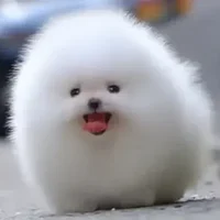 Tiny Pomeranian