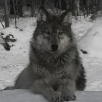 The Wild Wolf Family