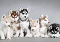 Wolf puppy pack