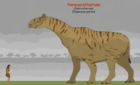 Paraceratherium
