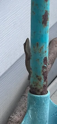 Paula Ernesto Torres