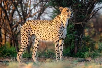 cheetah