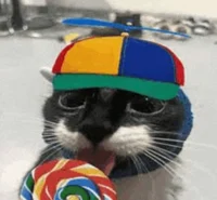 c00lkatt
