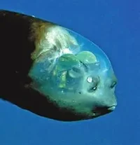 Barreleye