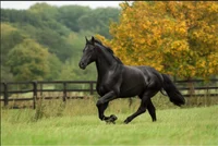 Black Stallion TF