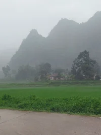 The Fog