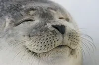 Cozy Seal