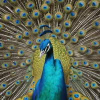 Azul The Peacock