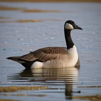 Honker