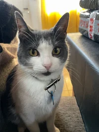 Gato ayudante de rol