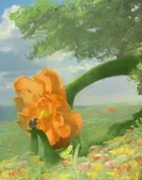 Carnation