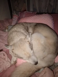 21- Dandys World Ang