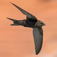 Harpy - Common swift