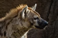 Hyena