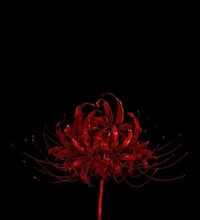 07 - SPECIAL DIVIDER