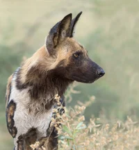 African Painted Dog