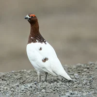 Harpy - Ptarmigan 