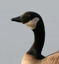 Goose Jaspreet