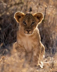 Lion Cub