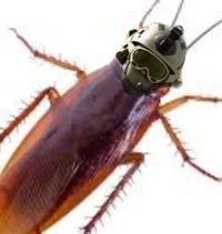Roach - COD