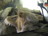 Paul the octopus