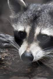 Raccoon