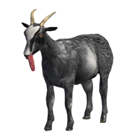 Goat