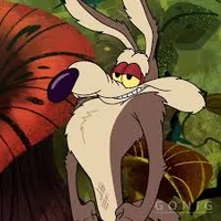 Wile coyote 