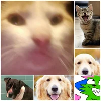 Professional roaster