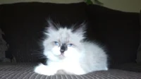 GG the Cat