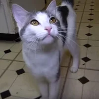 Random Kitty
