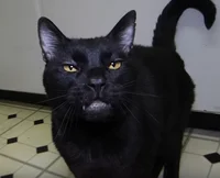 Sylvester