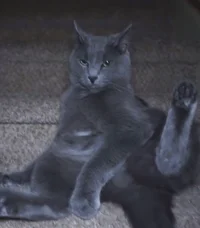 Gibbyson