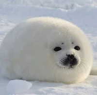 Seal