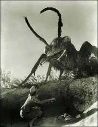 The shrinking Forest