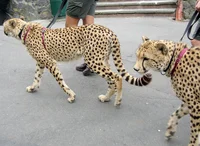 Zoo