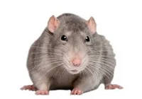 The great rat