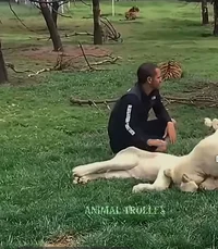 Animal trainer