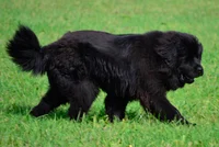 Newfoundland Dog