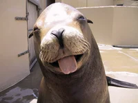 Sea lion
