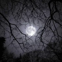 The Moon King