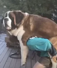 Giant female Dog