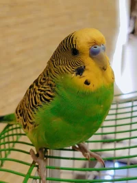 Budgerigar