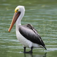 Pelican