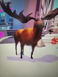 Elk
