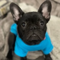 Minnie the Frenchie